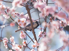 梅の中のシジュウカラさん
