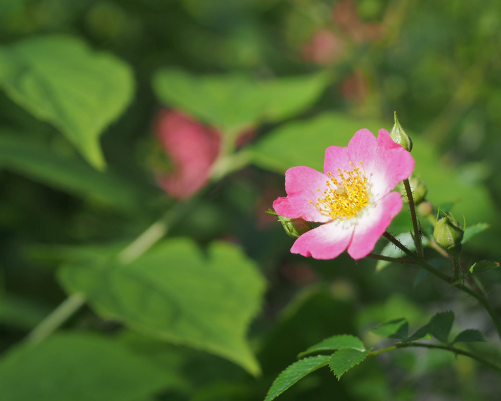 これもまた薔薇