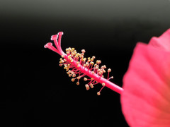 モミジアオイの蕊、ニョキッと