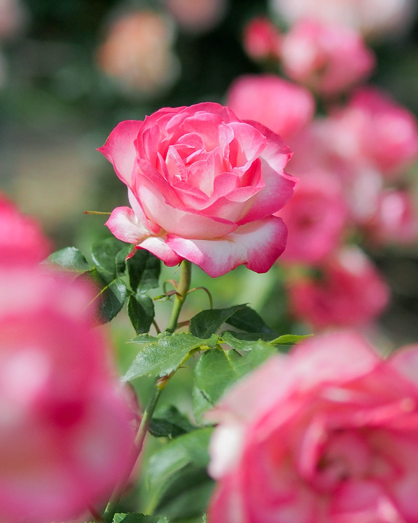 色滲む花びらが美しすぎる薔薇