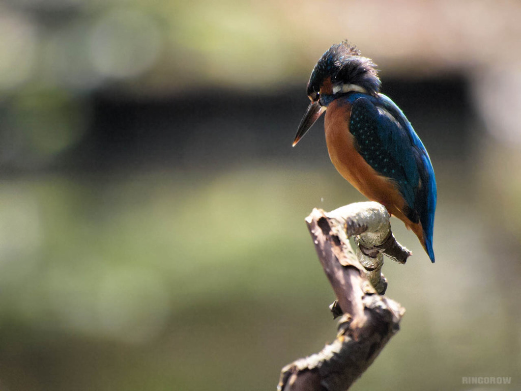 カワセミ　見つめる瞳