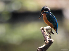 カワセミ　見つめる瞳