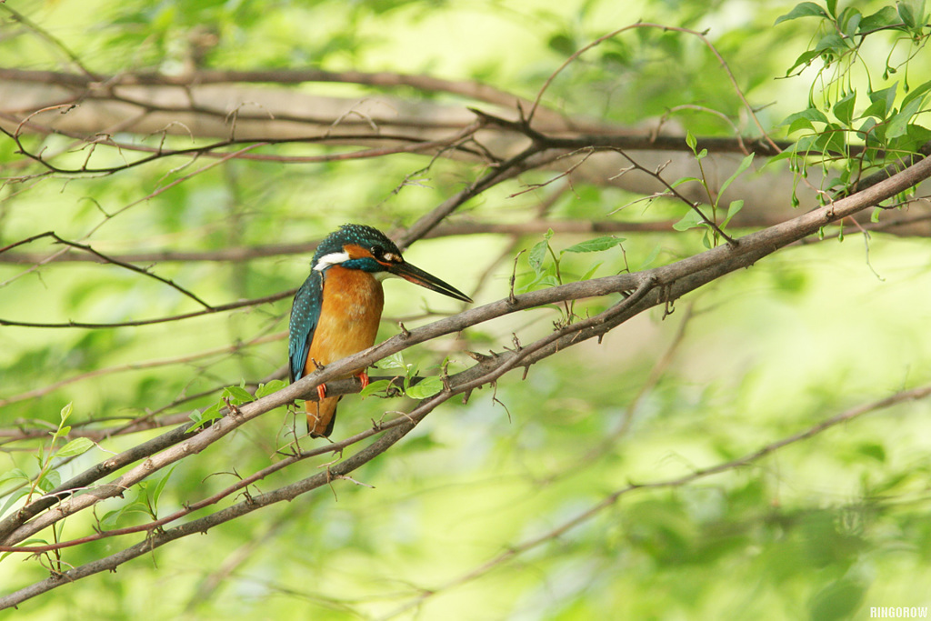 近所の公園にもいた幸せの青い鳥