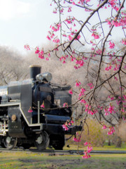 寒緋桜と機関車