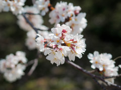 桜と向き合う