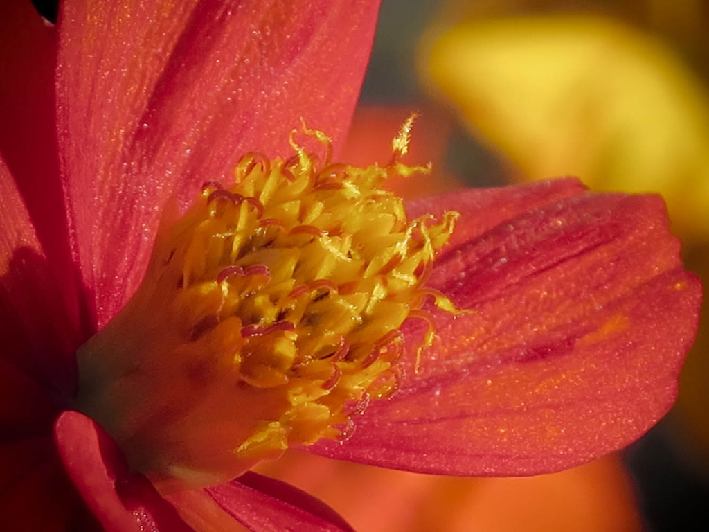 S100デジタルズームで花芯を撮る