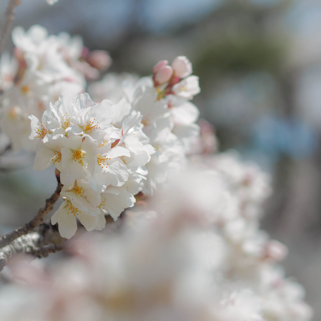 並び桜