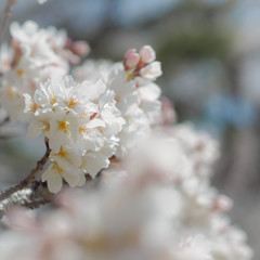 並び桜