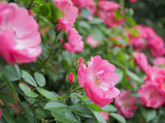 斜面に咲く薔薇たち