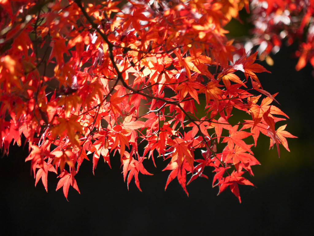 漆黒と紅葉