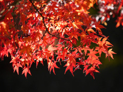 漆黒と紅葉