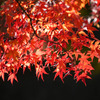 漆黒と紅葉