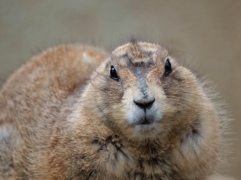 ガン見されてます・・・