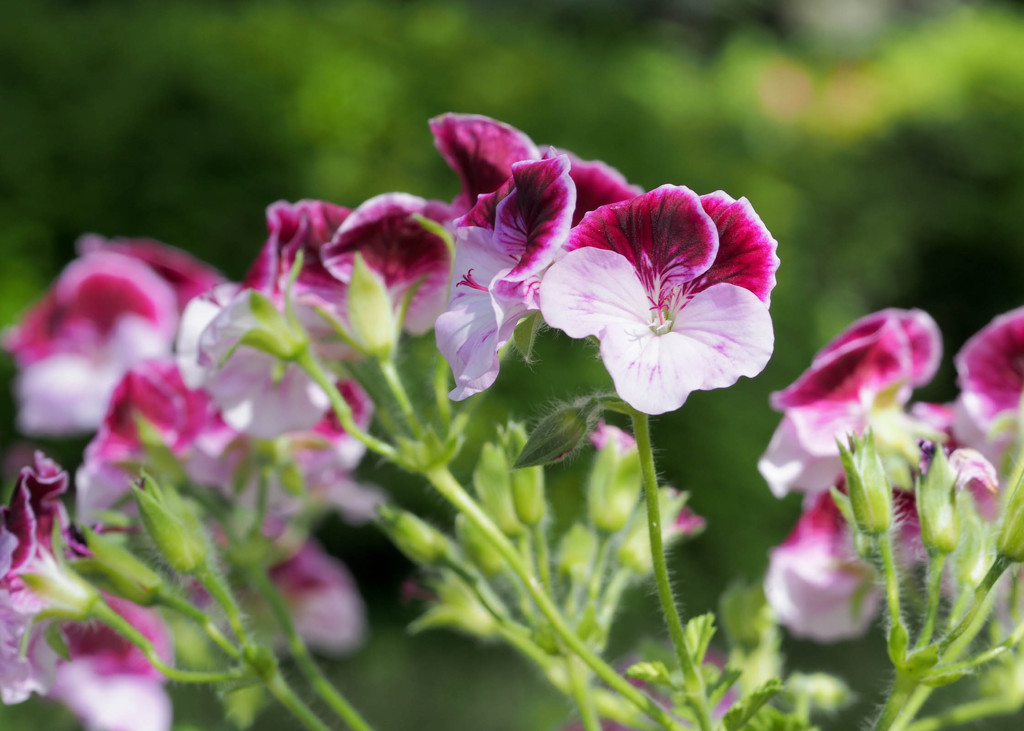 濃淡のある花びらが個性的な花