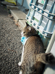 猫さん、お散歩に