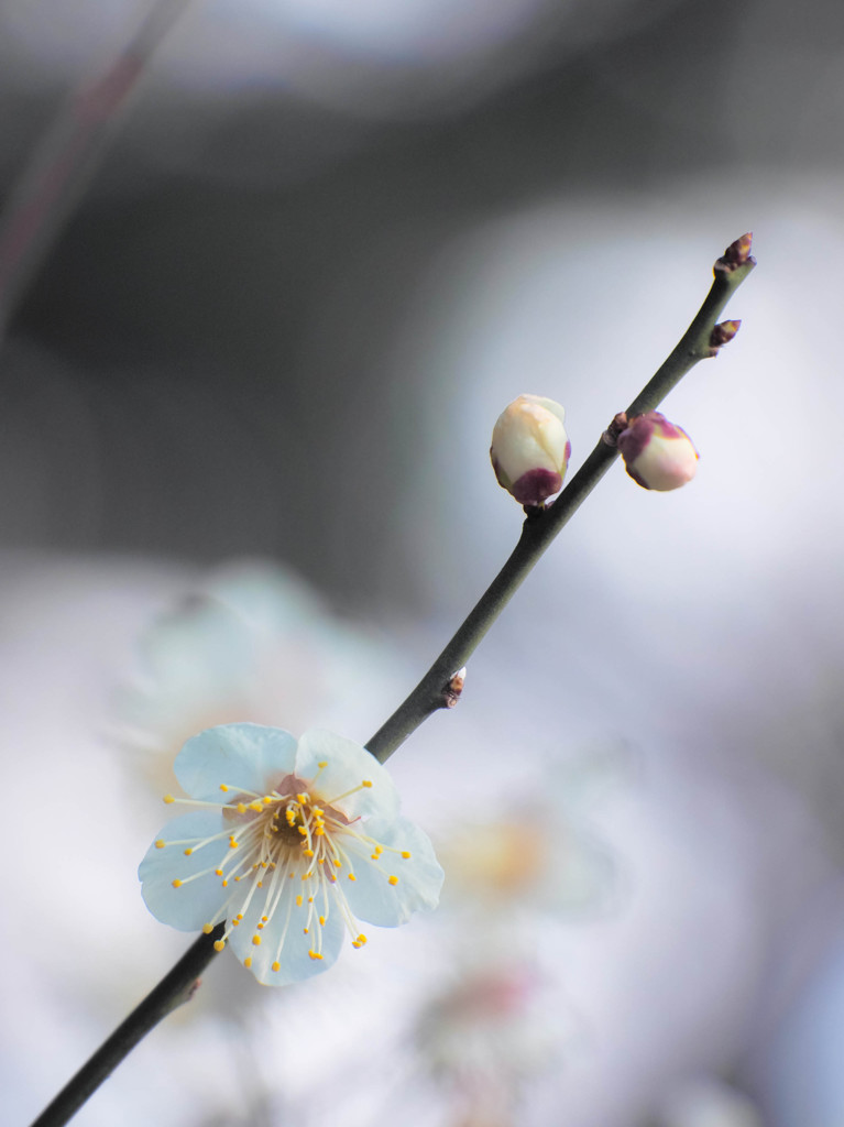 曇天下の梅と蕾