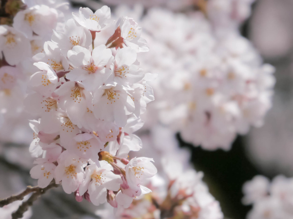 桜近撮07