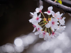 光の川と桜一房