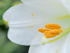 蕊