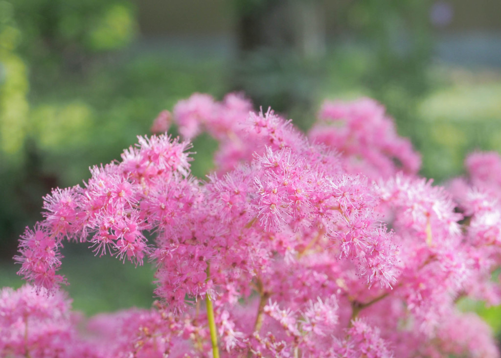 小さな花たちの集まり