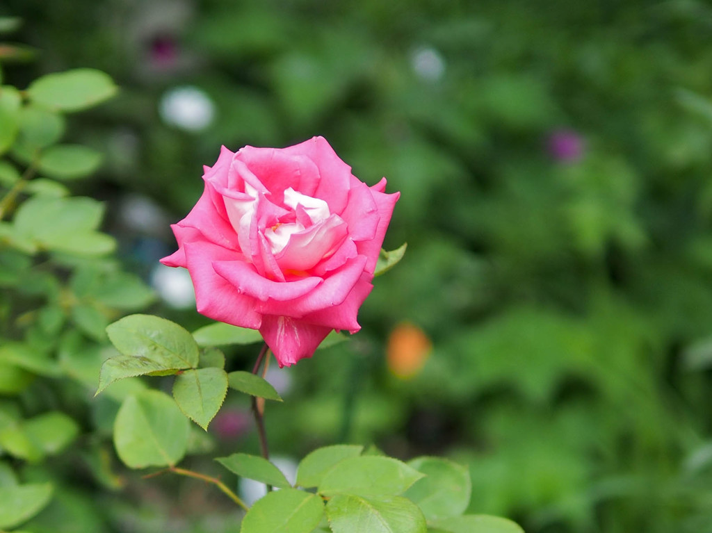 五色星を従えた薔薇一輪