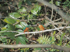 カワセミペア、恋実る3