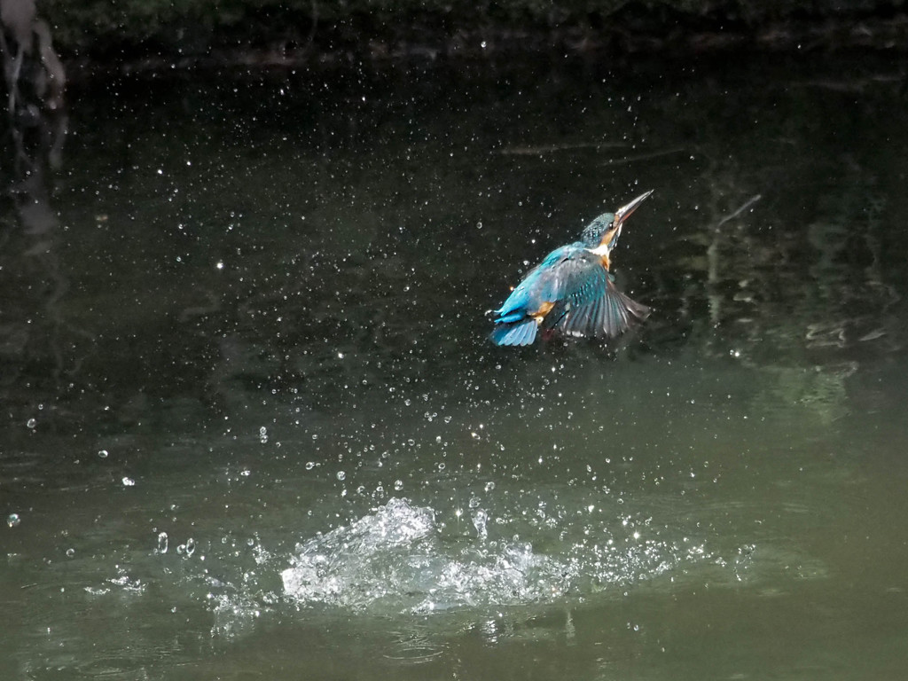 カワセミ、上昇！(連写2)