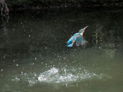 カワセミ、上昇！(連写2)