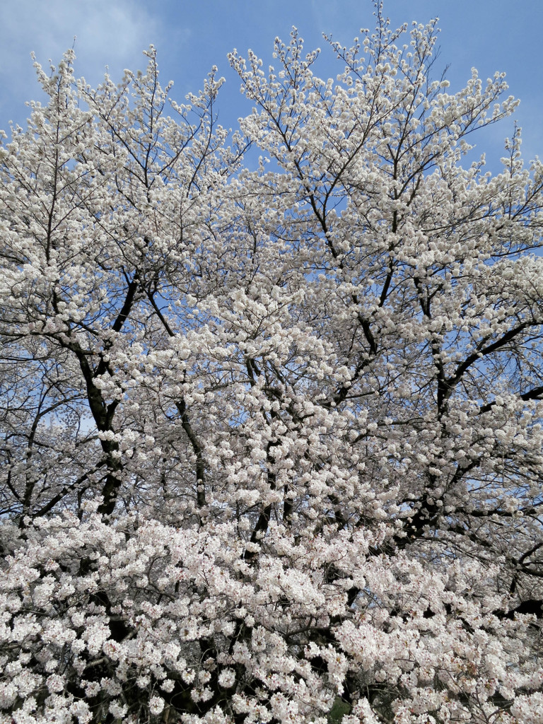 コンパクトデジカメ(コンデジ)で桜を愛でる５