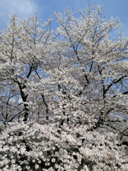 コンパクトデジカメ(コンデジ)で桜を愛でる５
