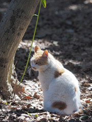 ドスの利いた振り返り猫さん