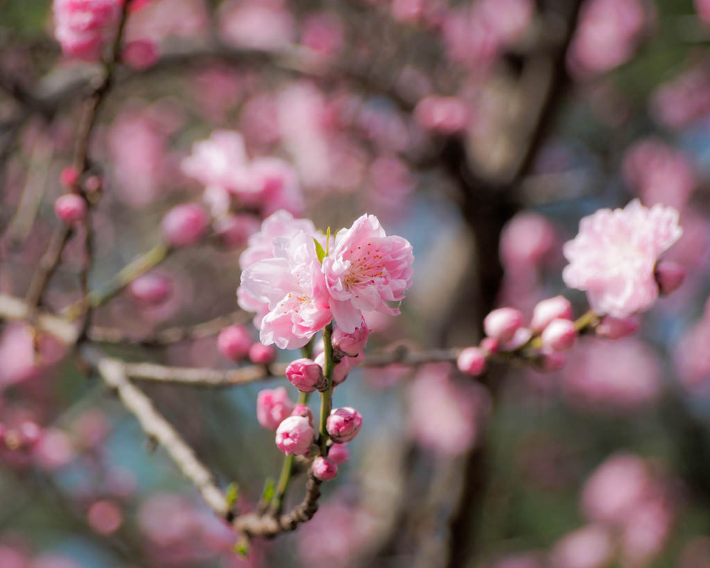 キャンディーピンクの花桃