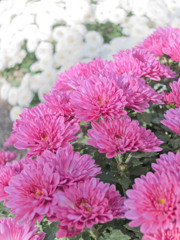 紅白スプレーマム