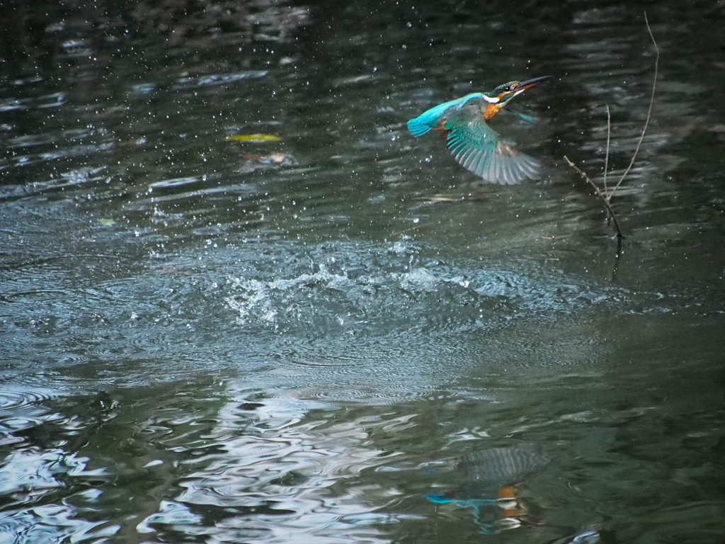 カワセミ　水浴びの瞬間２