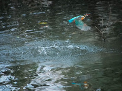 カワセミ　水浴びの瞬間２
