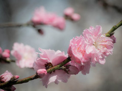 ピンクの花桃