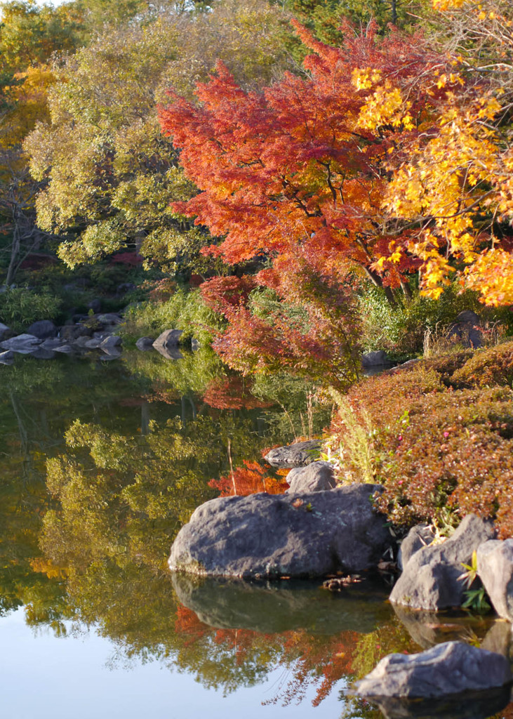 斜陽に染まる紅葉(GX1)