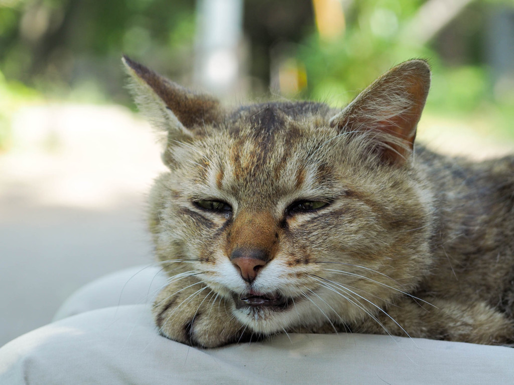 そして眠りにつく野良猫