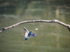 カワセミ着艦　高速連写4連発(2)