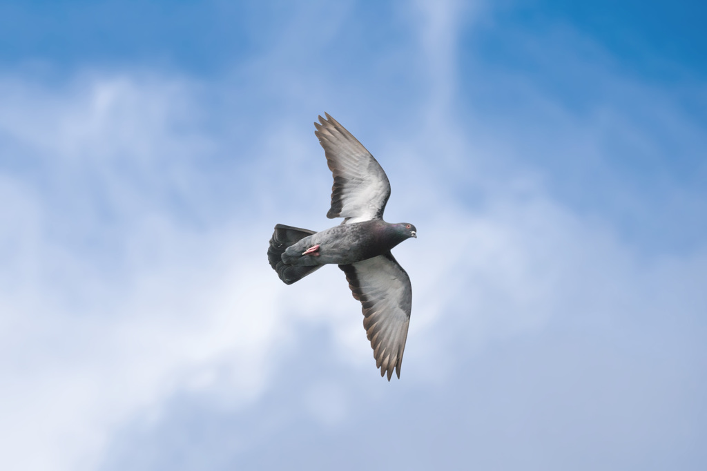 鳩、青空舞う