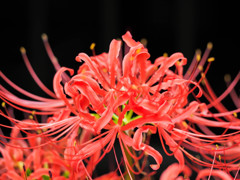 闇に浮かぶ紅曼珠沙華