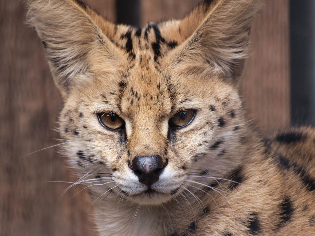 威厳ある鋭い目つき