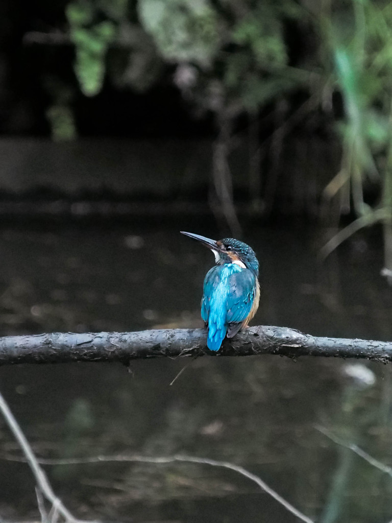 カワセミ上空警戒