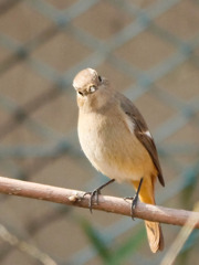 首をかしげるジョウビタキさん