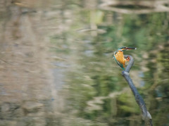 カワセミ飛翔高速連写６