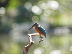 E-620でのカワセミ初撮影