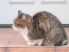 食事を待つ猫さん