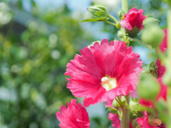 太陽を見ている花