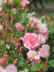 しあわせ色に染まる薔薇の園