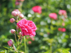 光浴びて輝く薔薇